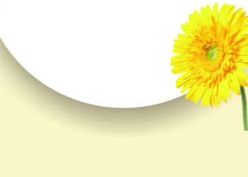 Gerbera Daisy Yellow Flower4 1