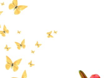 Orange Lily Invitation4 1