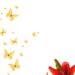 Orange Lily Invitation4 1