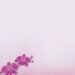 Purple Orchid Flower3 1
