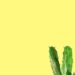 Rustic Cactus Invitation4 1