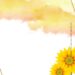 Sun Flower With Golden Frame5 1