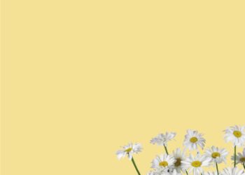 White Daisy Invitation5 1