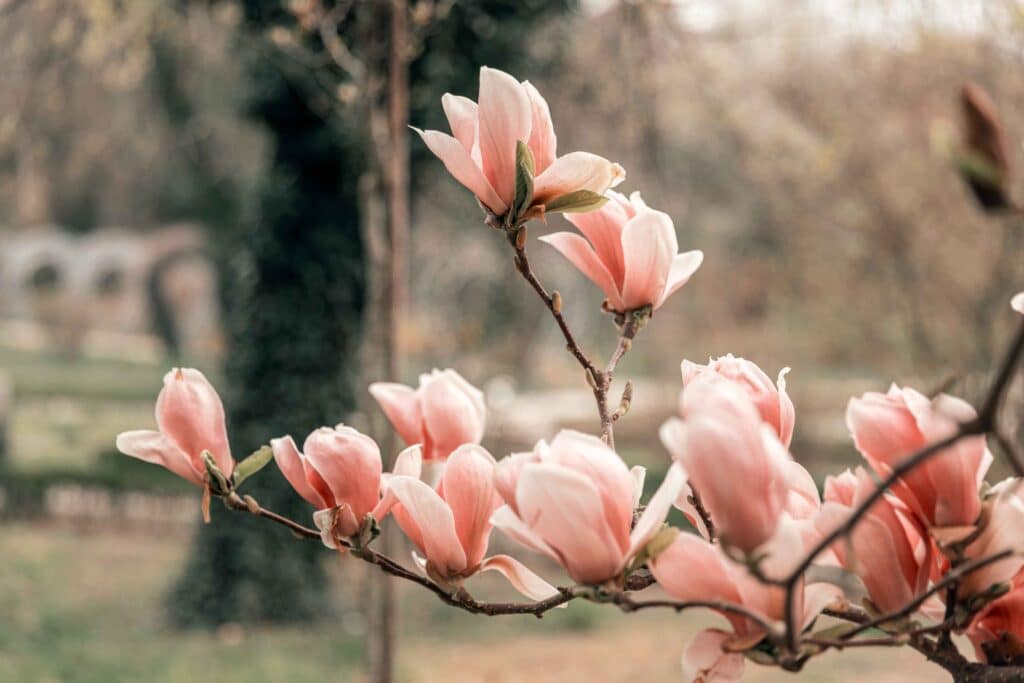 Magnolia flowers