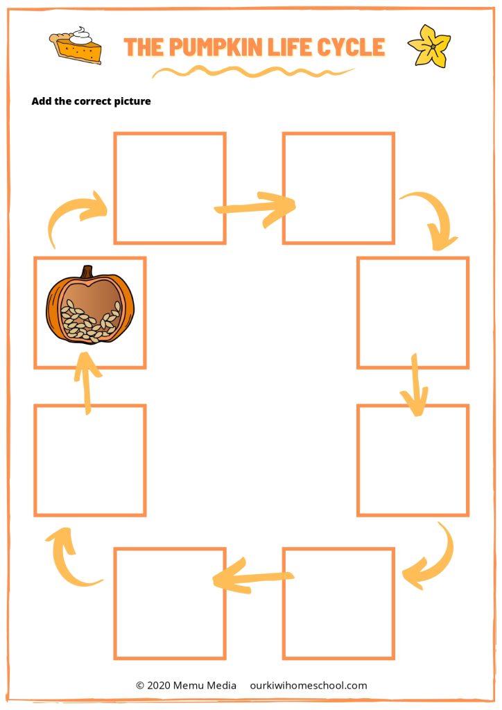 Pumpkin Life Cycle Worksheet for Kids