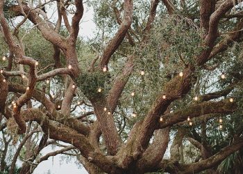 Rustic Wedding Ideas