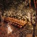 Botanical Garden Wedding
